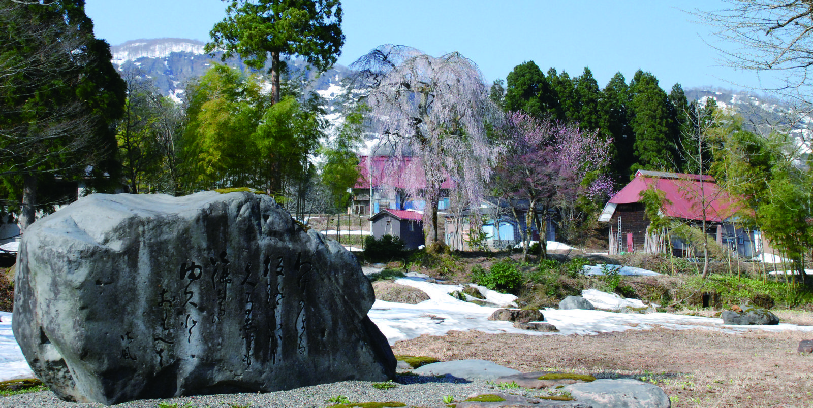 砂場の枝垂れ桜と御風歌碑